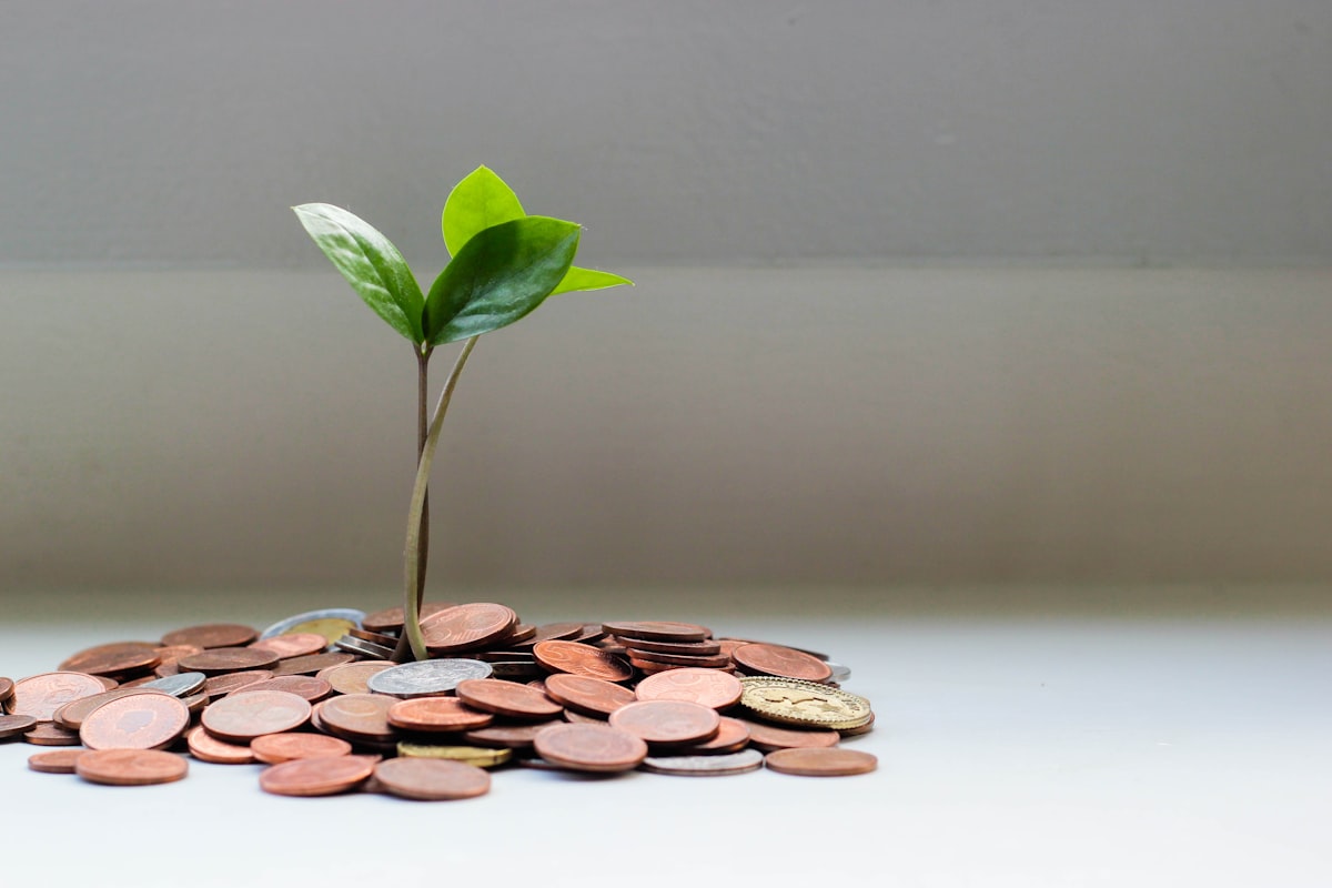 A green seedling growing from a pile of coins, representing financial recovery with New Leaf Financial Solutions